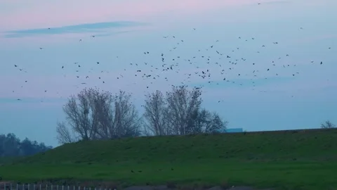 Lots of crows flying by levee Stock Footage 263355501