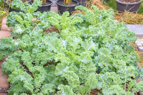 Lots of Curl leaf kale or Brassica oleracea grown in the field Stock Photos