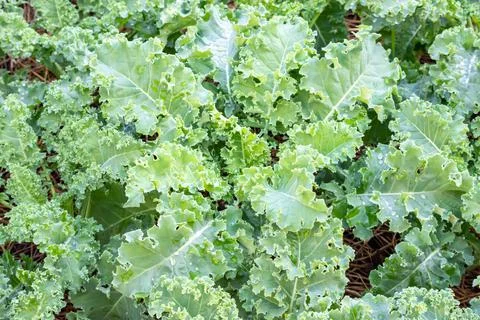 Lots of Curl leaf kale or Brassica oleracea grown in the field Stock Photos
