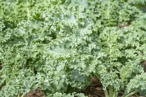 Lots of Curl leaf kale or Brassica oleracea grown in the field Stock Photos