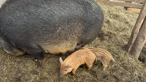 Lots of cute piglets on the walk. Stock Footage 306130697