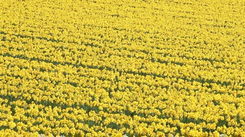 Lots of daffodils Vídeo Stock 1807386