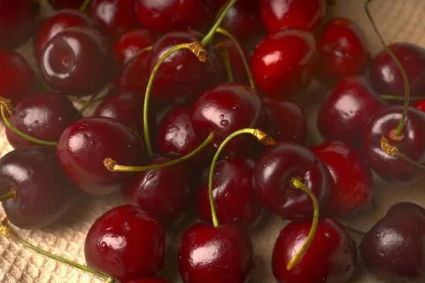 Lots of dark red cherry closeup. Stock Photos