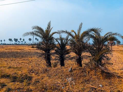 Lots of date in field Stock Photos