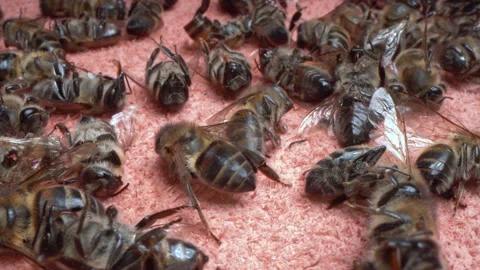 Lots of dead bees close up. A dead bees close up. Beekeeping or apiculture Stock Footage 221526786