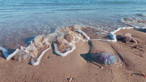 A lots of dead jelly fish washed up on sandy beach, slow motion Stock Footage 330038097
