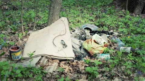 Lots of debris in the woods Stock Footage 10931517