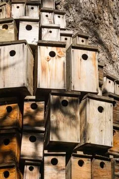 Lots of decorative nesting boxes on the trunk of a large tree, California Stock Photos