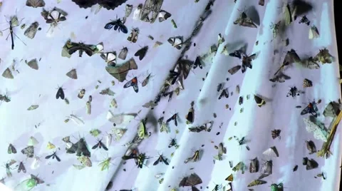 Lots Of Different Butterfly, Moth, Insect Species Gathering Around The Light Stock Footage 40341340