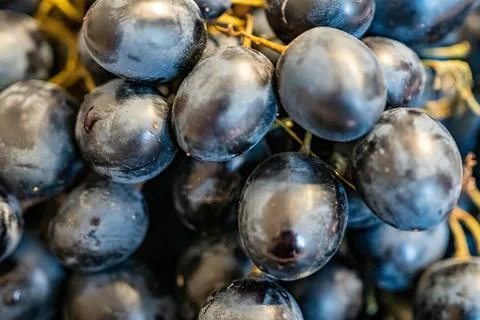 Lots of different grapes Stock Photos