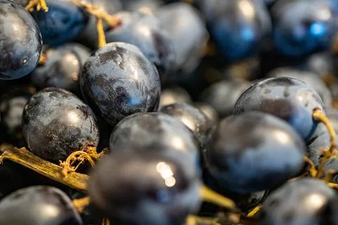 Lots of different grapes Stock Photos