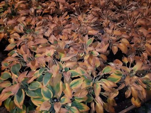 Lots of different leaves Stock Photos