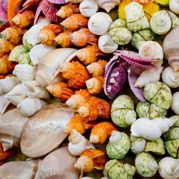 Lots of different seashells Stock Photos