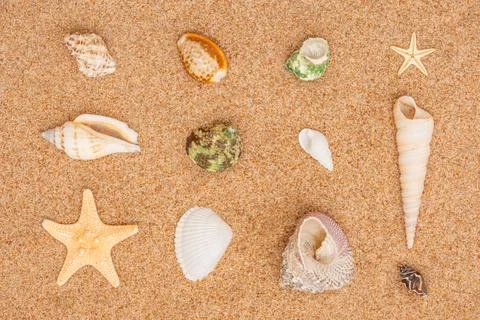 Lots of different seashells in rows on the beach sand. Stock Photos