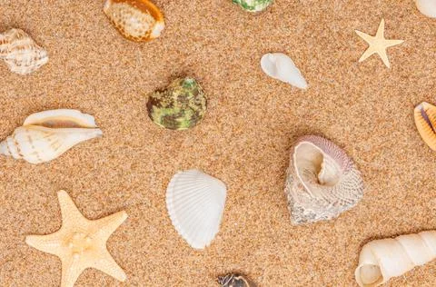 Lots of different seashells in rows on the beach sand. Stock Photos
