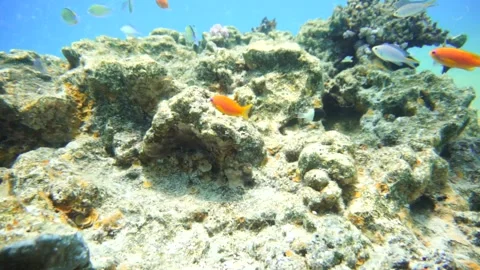 Lots of different types of reef fish and octopus Stock Footage 310906381