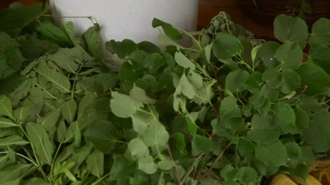 Lots of Different Wild Plants, Flowers, Branches, Leaves Video stock 257973268