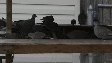 Lots of Doves and Sparrows Stock Footage 33744552