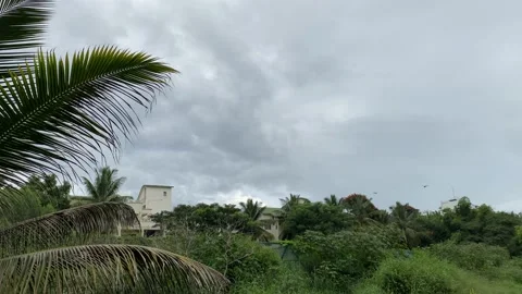 Lots of dragonfly are flying with tree and cloudy sky background, dragon fly Stock-Footage 162908014