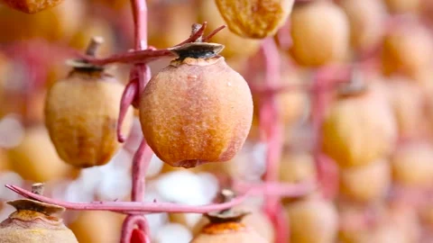 Lots of Dried persimmons Stock Footage 303539838