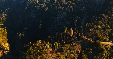 Lots of dry pine trees on the tops of California mountains. Stock Footage 250749947