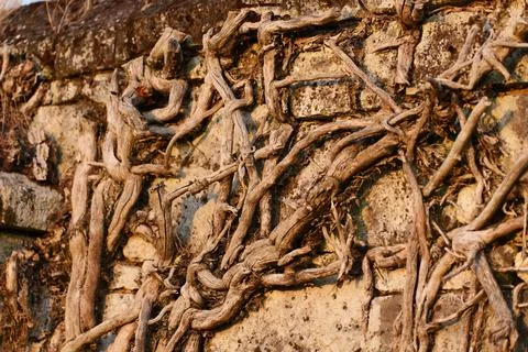 Lots of dry roots fixed in a wall Fotos de archivo