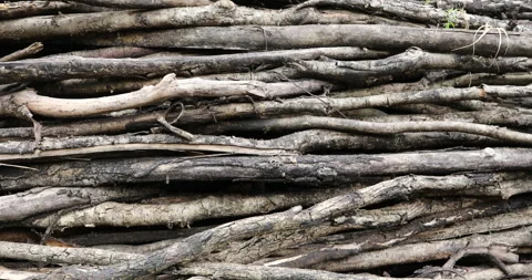 Lots of Dry tree trunks are gathered in one place Stock Footage 290348856