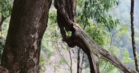 Lots of Dry tree trunks are gathered in one place Stock-Footage 335619066