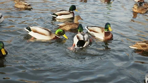 Lots of ducks on the water close up in winter Stock Footage 127586765
