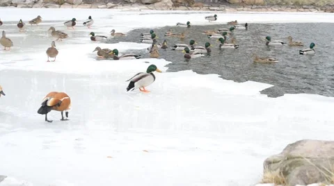 Lots of ducks in winter on ice of a pond fed by people Stock Footage 67225923