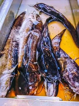 Lots of eeltail catfish in the container Foto stock