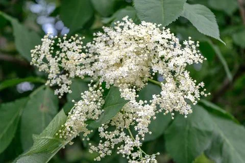 Lots of elderflowers Stock Photos