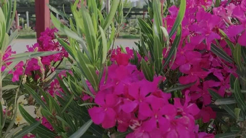 Lots of Exotic White, Pink, Red Flowers.  Stock Footage 203896131