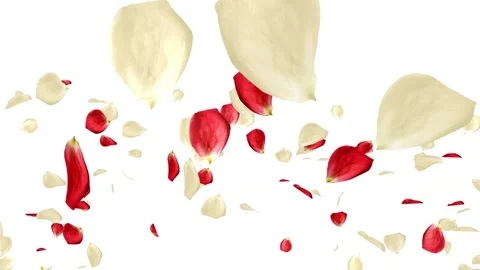 Lots of falling beautiful red and white rose petals isolated on white background Stock-Footage 101140092