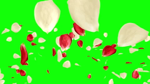Lots of falling beautiful red and white rose petals isolated on green screen Stock Footage 101148889