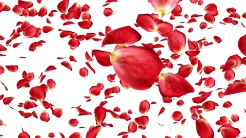 Lots of falling beautiful red rose petals isolated on white background Stock-Footage 100908988
