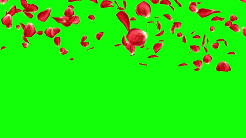 Lots of falling beautiful red rose petals isolated on green screen Stock-Footage 101056745