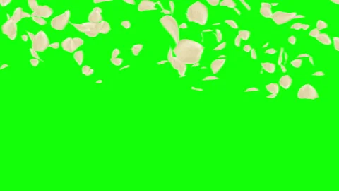 Lots of falling beautiful white rose petals isolated on green screen Stock-Footage 101077772