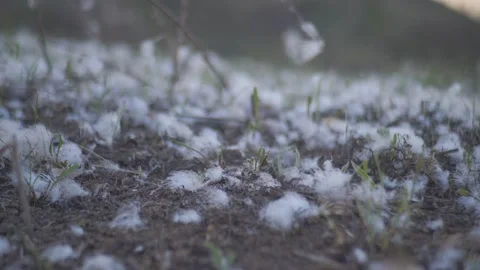 Lots of feathers scattered on the ground Stock Footage 147949394