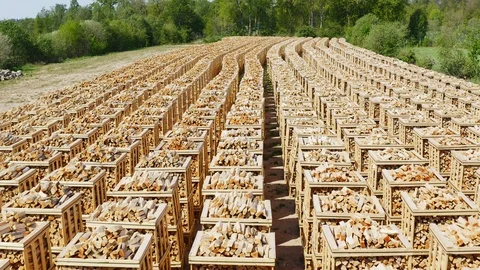 Lots of firewood on pallets Stock Footage 108484179
