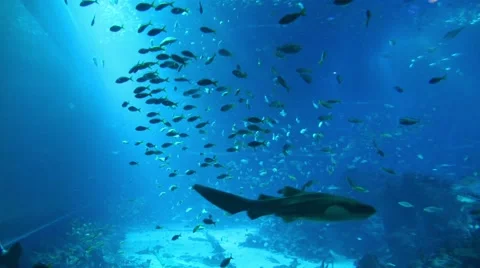 Lots of fish in the fishtank Stock Footage 43000651