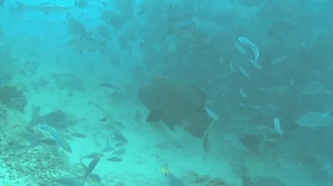 Lots of fish Stock Footage 8988543