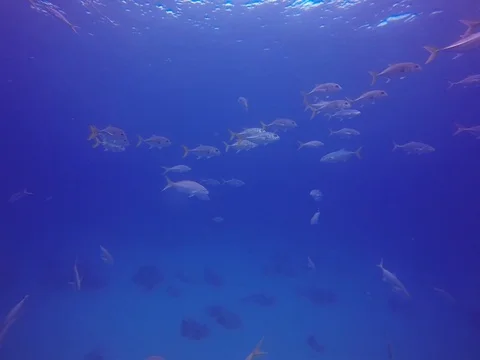 Lots of fish! Stock Footage 101450998