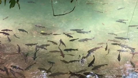 A lots of fish. Stock Footage 132375407
