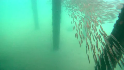 A lots of fish group swimming Stock Footage 150679963