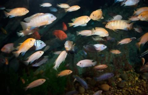Lots of fish Stock Photos