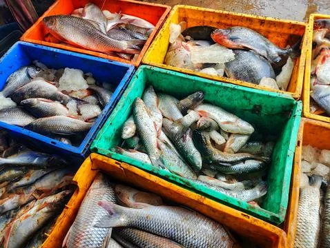 Lots of fish in plastic basket krait for sale in Indian fish market Stock Photos