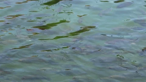 Lots of fish in a pond Stock Footage 72472877