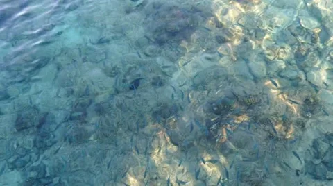 Lots of fish in the sea Stock Footage 53412530