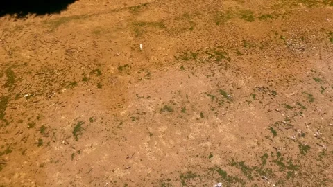 Lots of fish in shallow water Stock Footage 266991803